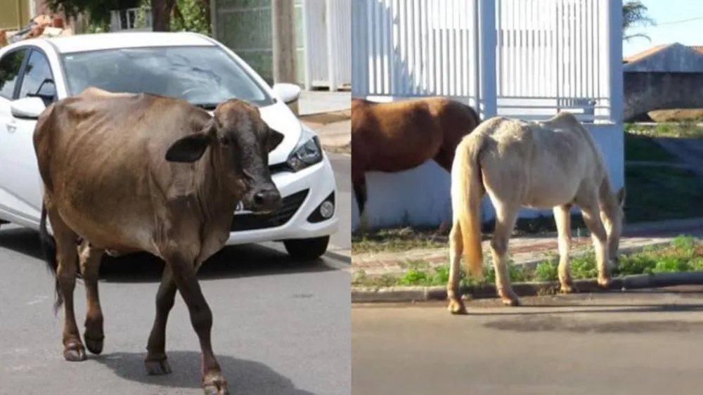 Prefeitura de Serrinha autoriza que animais abandonados sejam abatidos; entenda