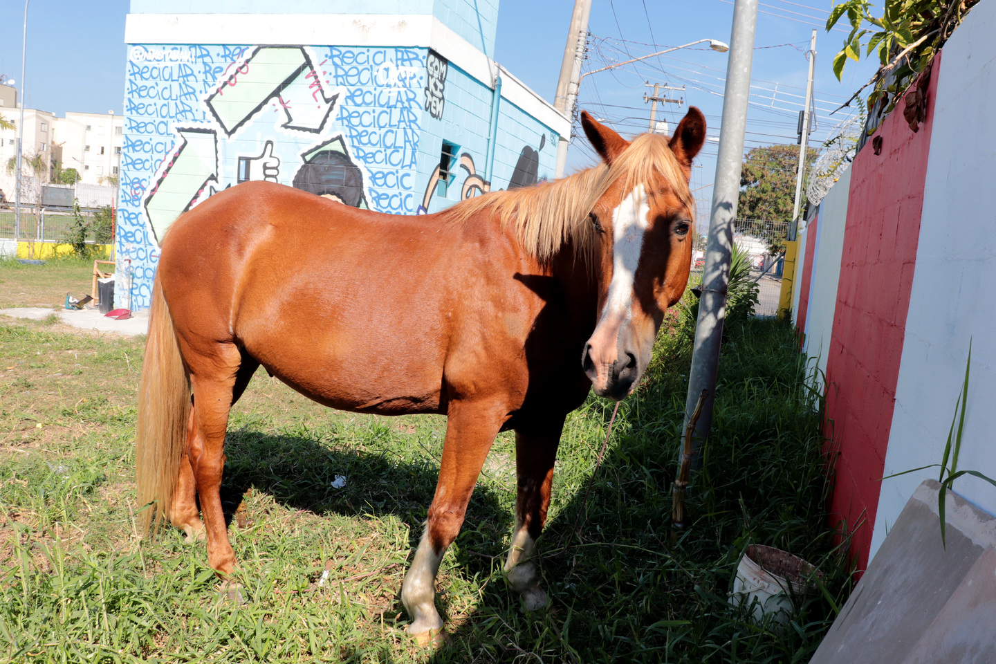 Prefeitura de Serrinha cidade baiana autoriza que animais abandonados sejam abatidos; entenda