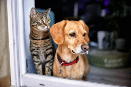 Proposta enviada a Lula quer incluir pets como dependentes no IR 2025