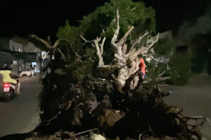 Árvore cai no final de linha do Feira VII e bloqueia via; Bombeiros apontam responsabilidade da Prefeitura Árvore cai no final de linha do Feira VII e bloqueia via; Bombeiros apontam responsabilidade da Prefeitura